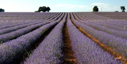 Campos de lavanda de Brihuega (Guadalajara), en la Alcarria, considerada la Provenza española.