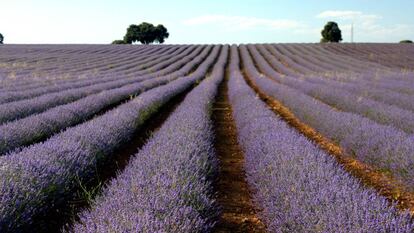 Campos de lavanda de Brihuega (Guadalajara), en la Alcarria, considerada la Provenza española.