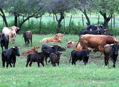 Toros bravos en una dehesa de Andalucía.