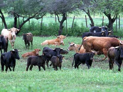 Toros bravos en una dehesa de Andalucía.