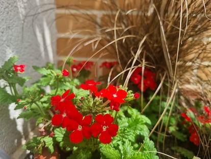 Flores rojas de verbena tapizante al comienzo de su floración.