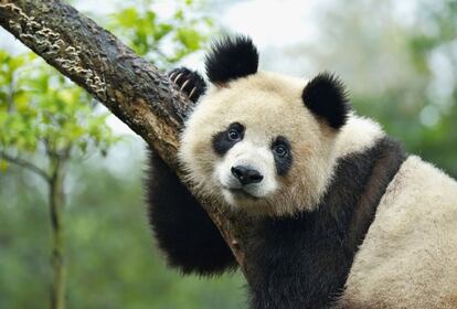 La entrada al Centro para la Investigación y la Reproducción del Panda Gigante de Chengdú cuesta 9 euros.
