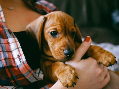 El abandono de animales es una realidad vergonzosa.