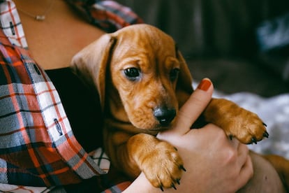 El abandono de animales es una realidad vergonzosa.