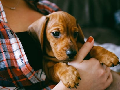 El abandono de animales es una realidad vergonzosa.