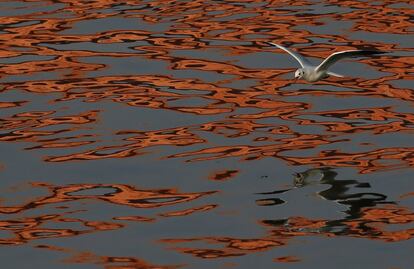 Una gaviota vuela sobre el río Sava en Belgrado (Serbia).