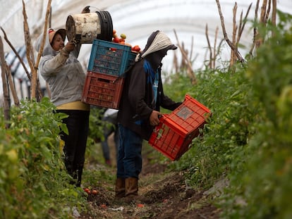 Campesinos trabajando en una cosecha de tomate en Michoacán en 2019.