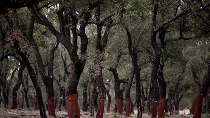 Darnius, Girona. Bosc d'alzines sureres a les proximitats de Darnius.