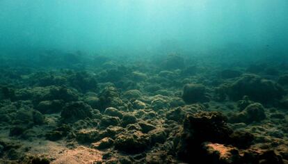 Panorama del arrecife degradado en torno a la isla de Lizard, al norte de la Gran Barrera de Coral.