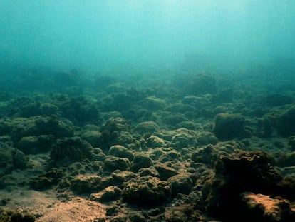 Panorama del arrecife degradado en torno a la isla de Lizard, al norte de la Gran Barrera de Coral.