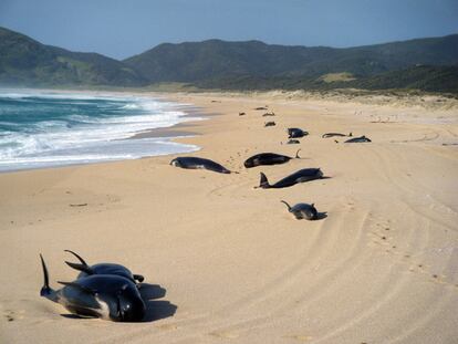 Un grupo de ballenas piloto en la Bahía de los Espíritus de Nueva Zelanda