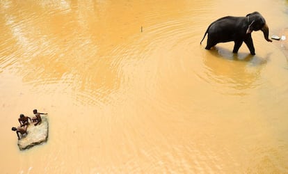 Unos niños de Sri Lanka se bañan mientras un elefante camina en un lago en Kataragama.