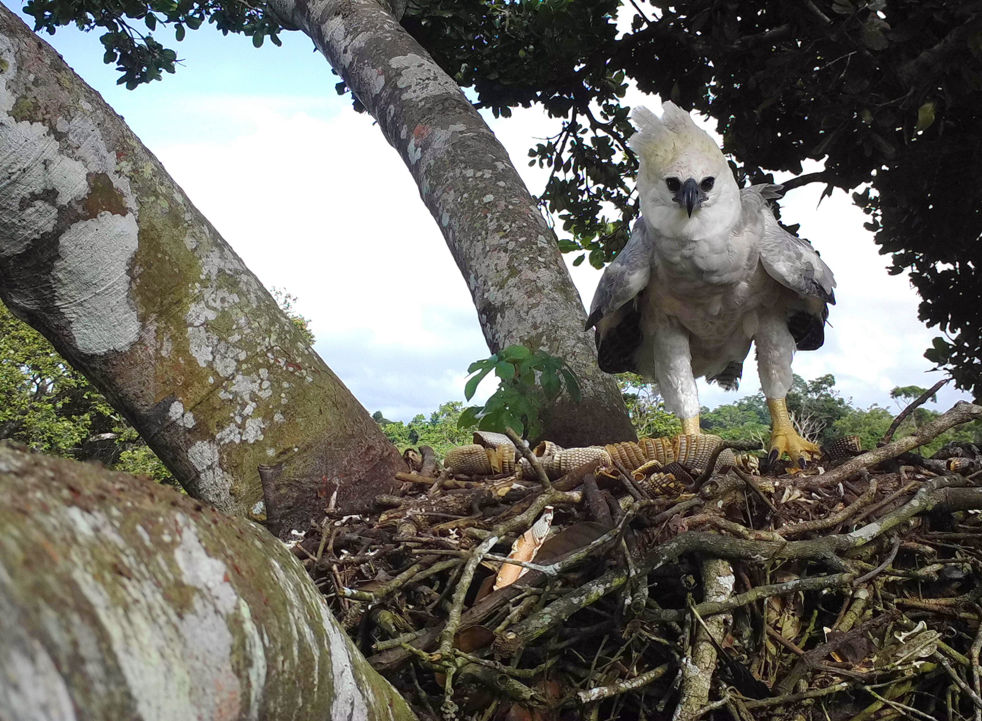 La reaparición del águila harpía en México lanza una nueva alerta para proteger la Selva Lacandona