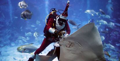 Un hombre disfrazado de Papá Noel da de comer a las mantarraya, en el acuario S.E.A. de Singapúr.