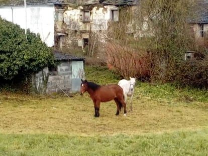 Dos de los caballos abandonados en Lugo.