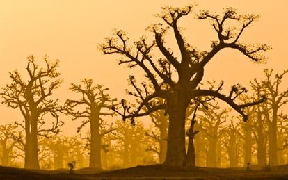 Baobabs en la reserva de Bandia, en Senegal. 