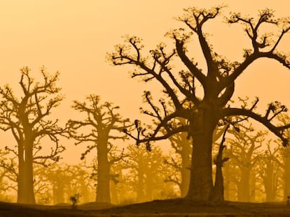 Baobabs en la reserva de Bandia, en Senegal. 