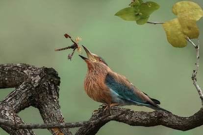 Una carraca india intenta cazar a un escorpin. La fotografa, que ha recibido una mencin honorfica en la categora Comportamiento, fue tomada una ma?ana en el Parque Nacional de Tadoba en la India.