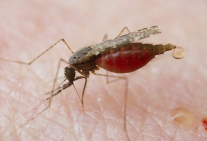 Mosquito anopheles, vector de la malaria.