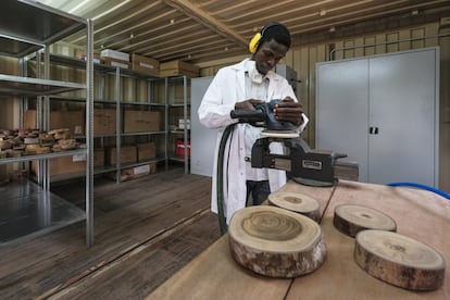 Un experto pule secciones de tronco en el primer laboratorio de biología de la madera de África subsahariana, que acaba de abrir en la Estación de Investigación de Yangambi. “Ahora podemos recoger muestras en el bosque y analizarlas de inmediato, sin tener que transportarlas a lugares como Europa”, se congratula el doctorando Chadrak Kafuti.