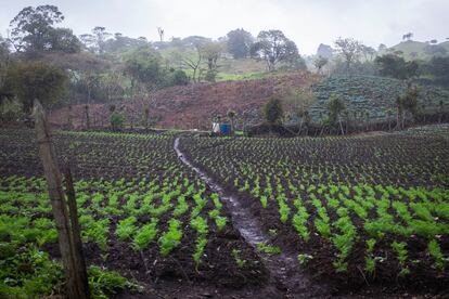 Cultivo de hortalizas en la comunidad el Cipreses de Oreamuno en la provincia de Cartago, Costa Rica.