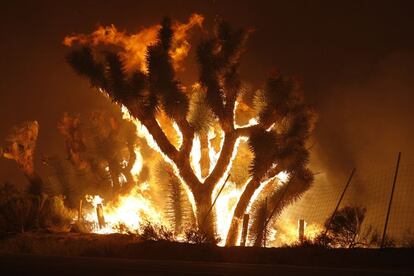 Un árbol arde al sur de Lake Hughes, California.