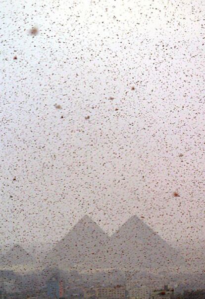 Las langostas invadieron ayer las pirámides de Giza, en El Cairo.