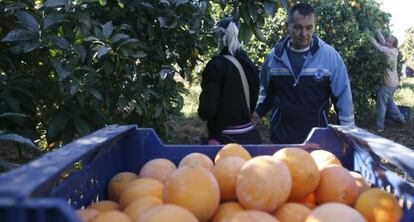 Inmigrantes recogen naranjas en la provincia de Sevilla.