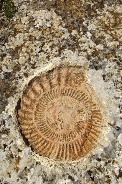 Fósil de una amonita en la zona del Torcal.