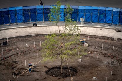 El nuevo árbol ahuehuete en Paseo de la Reforma de Ciudad de México.