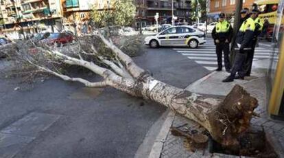 Un árbol, abatido por el fuerte viento, ayer en el cruce de la calle de Lorca con la avenida de Pérez Galdós de Valencia.