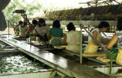 Un grupo de empleadas de Chiquita Brands en Costa Rica lava plátanos.