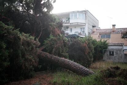 Un pi de grans dimensions caigut en un jardí a Vilassar de Mar.