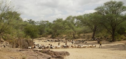 Niños de etnia turkana andan con sus animales sobre un lecho seco en el norte de Kenia. Los pastizales ocupan 5.000 millones de hectáreas en el mundo.