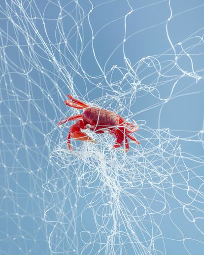 En este territorio también se localiza un puerto pesquero. En la imagen, un cangrejo atrapado en una red.