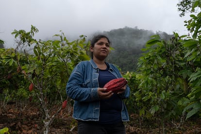 La historia de Dayana Rodríguez Leyton, como la de muchos en Policarpa, un municipio de la zona montañosa de la región colombiana de Nariño, ha estado impregnada por las consecuencias provocadas por el conflicto armado que en Colombia ha durado 50 años y la siembra de cultivos de uso ilícito como la coca. “Mi mamá ha querido darnos siempre lo mejor y en ese tiempo lo único que producía dinero y lo que nos daba una estabilidad económica eran los cultivos de coca”, explica Rodríguez. En la foto, sostiene una mazorca de cacao de un árbol que pertenece a las tierras de su familia, en la vereda de El Madrigal. 