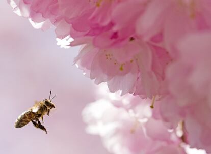 Una abeja se acerca a un almendro en flor en Erfurt, Alemania.