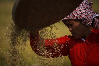 La mayoría de la población rural del Nepal, como las familias de Durlung, subsisten de la agricultura y la cría de ganado. Sus parcelas son pequeñas, por lo general de mucho menos de una hectárea, y el acceso a semillas de buena calidad e irrigación es irregular, lo que les dificulta producir suficientes alimentos para el sostén de sus familias durante todo el año. (Fuente: FAO)