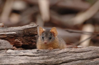 Un 'antechinus' en una fotografía tomada en Victoria, Australia.