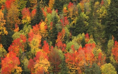 Los colores del oto&ntilde;o en los bosques del valle de Ordesa, en el Pirineo aragon&eacute;s. 