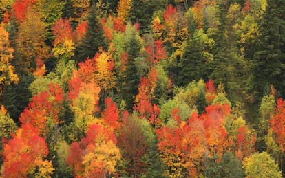 Autumn colors in the Valley of Ordesa, in the Aragón region.