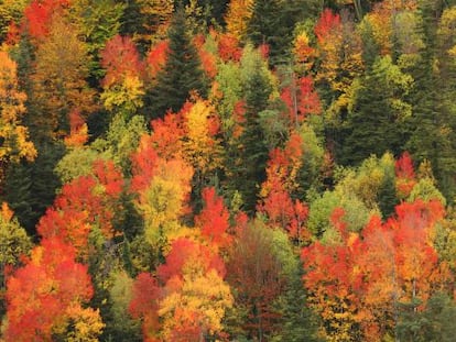 Los colores del oto&ntilde;o en los bosques del valle de Ordesa, en el Pirineo aragon&eacute;s. 