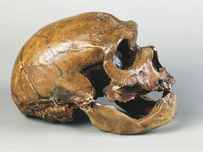 Cráneo de 'Homo neanderthalensis'.