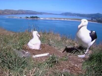 Un grupo de conservación ha grabado al ave desde los ocho meses hasta su primer vuelo