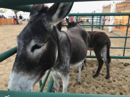 Un burro, en el festival.