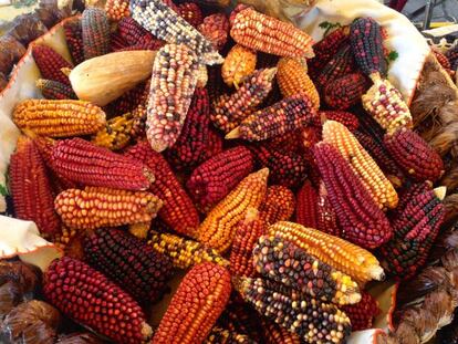 Mazorcas de maíz de la señora Tzoni Solís.