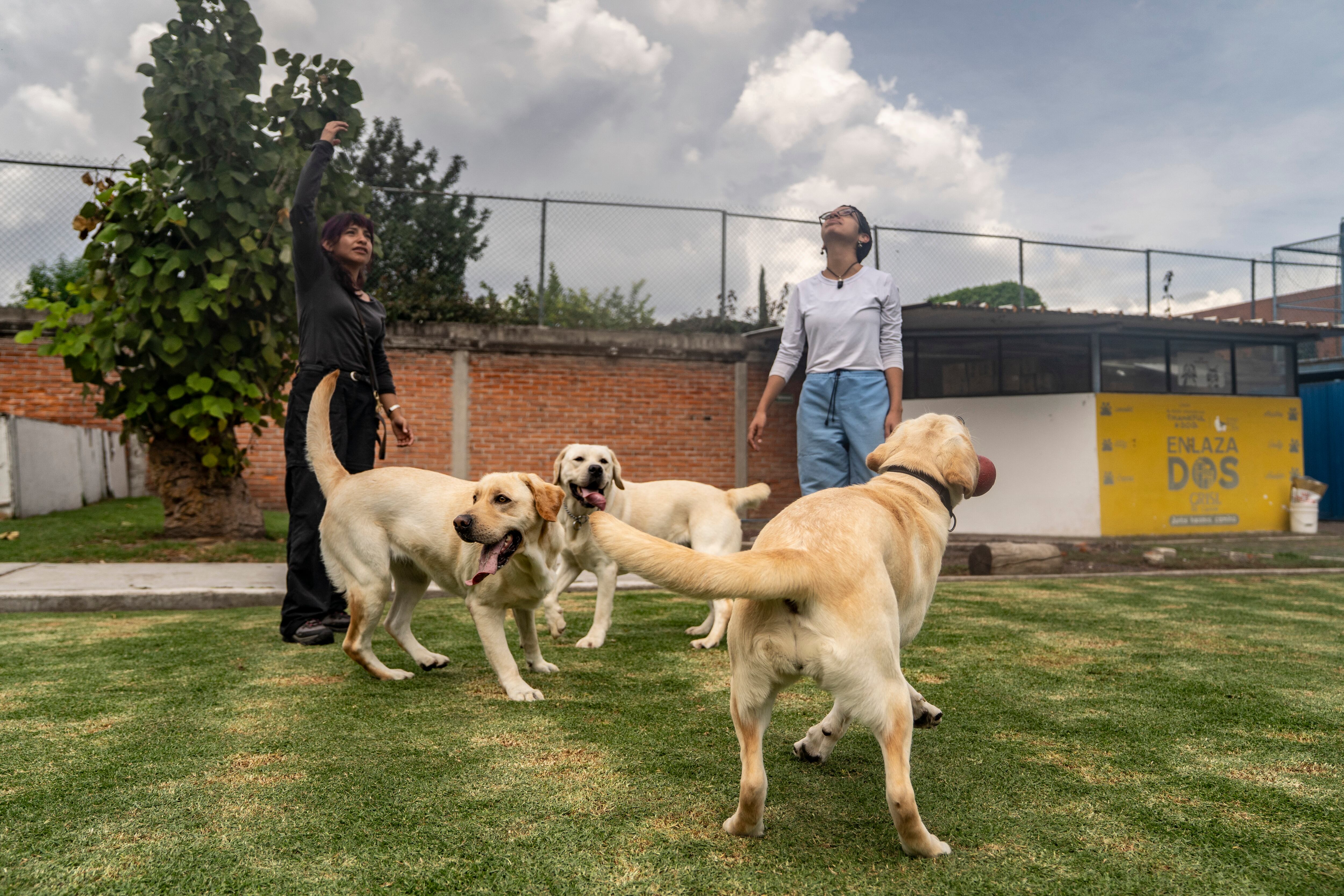 Cuidadoras juegan con perros que son entrenados en la Escuela de perros guía para ciegos, ubicada en Ciudad de México, el 30 de septiembre.