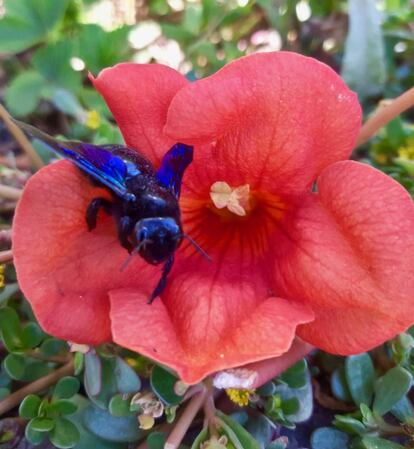 Abeja carpintera, gran polinizador, en la huerta de Venta Moncalvillo