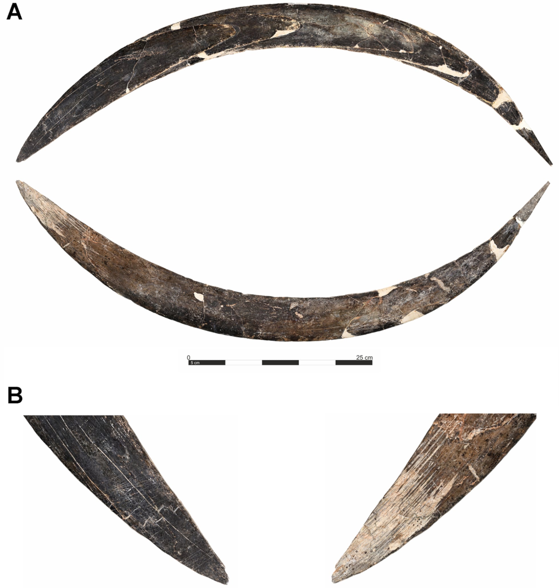 Un ‘bumerán’ tallado en un colmillo de mamut revela pensamiento ...