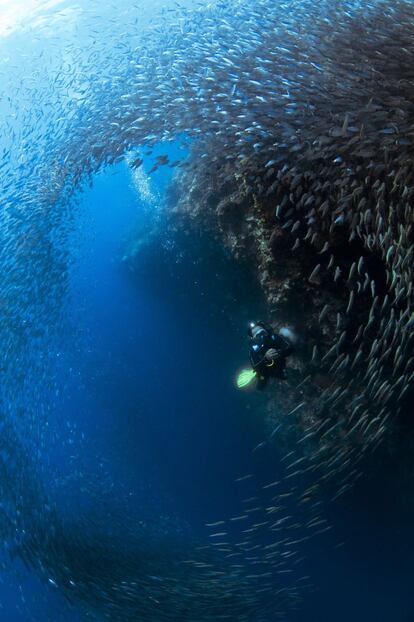 Un buceador rodeado por un banco de sardinas en la Isla Pescador, en Filipinas.